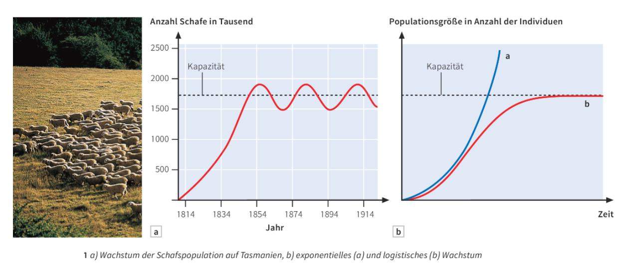 Unter Welchen Bedingungen Findet Ein Exponentielles Wachstum Statt Schule Mathe Mathematik