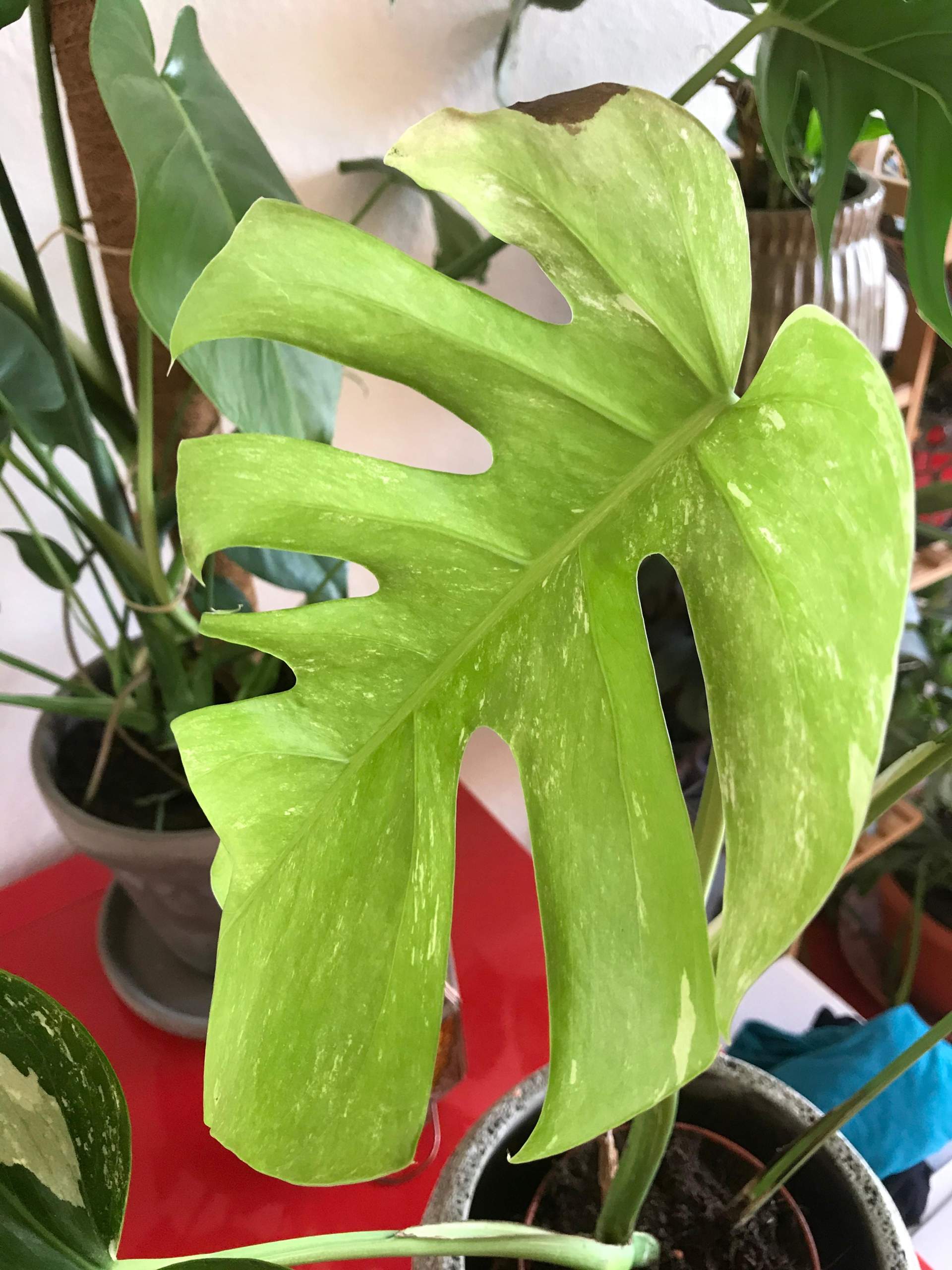 Unter welcher Krankheit leidet meine Monstera? (Pflanzen)