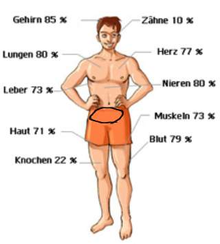 Anatomie mann unterleib