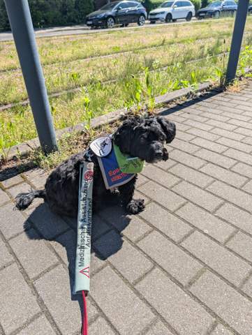 Bild zum Beitrag