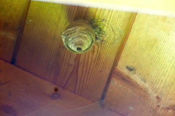 Besagtes Nest - (Wespen, Nest, Hornissen)