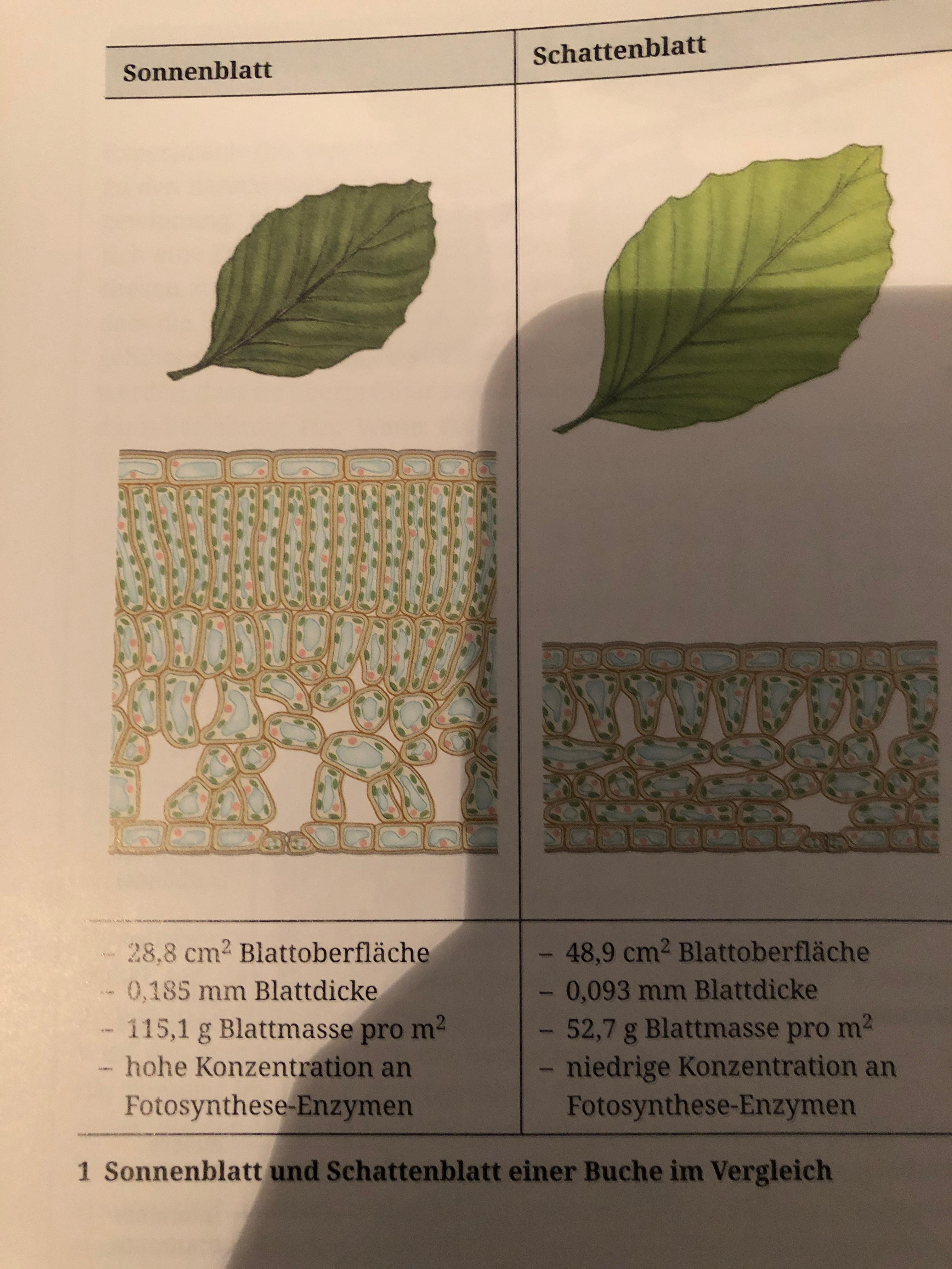 листовая мозаика у растений картинки