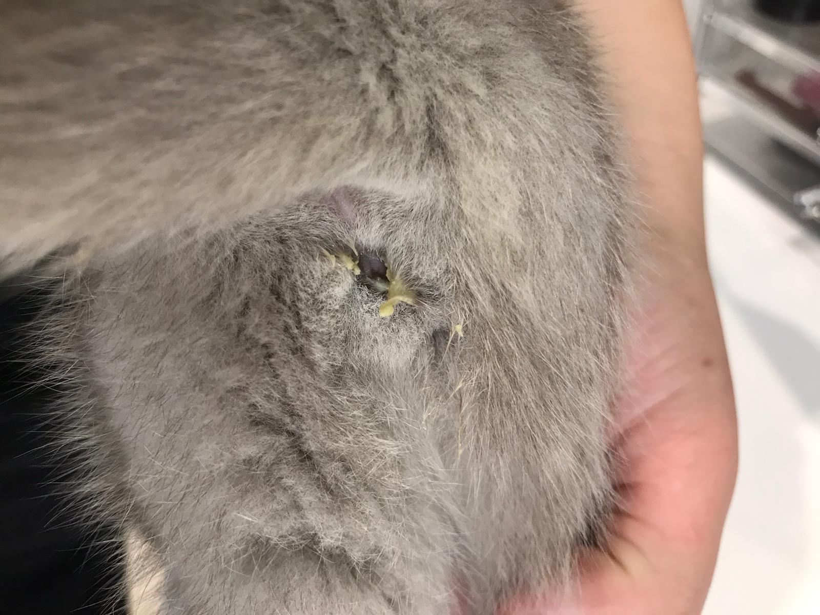 Urin Schleimig Und Leicht Grun Gelb Katze Katzen Britisch Kurzhaar