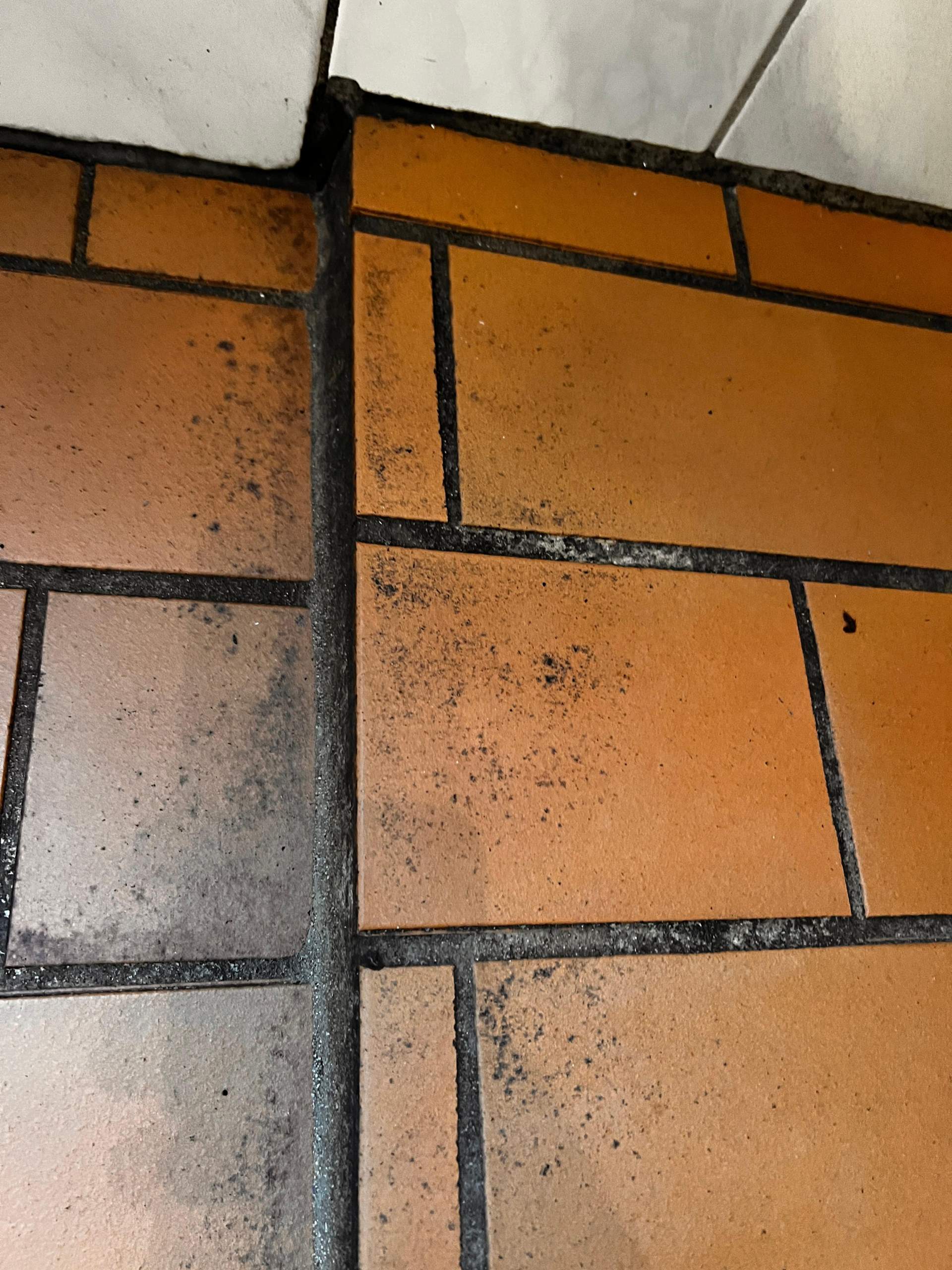 Urlaub Dänemark Haus Schimmel? (Gesundheit)