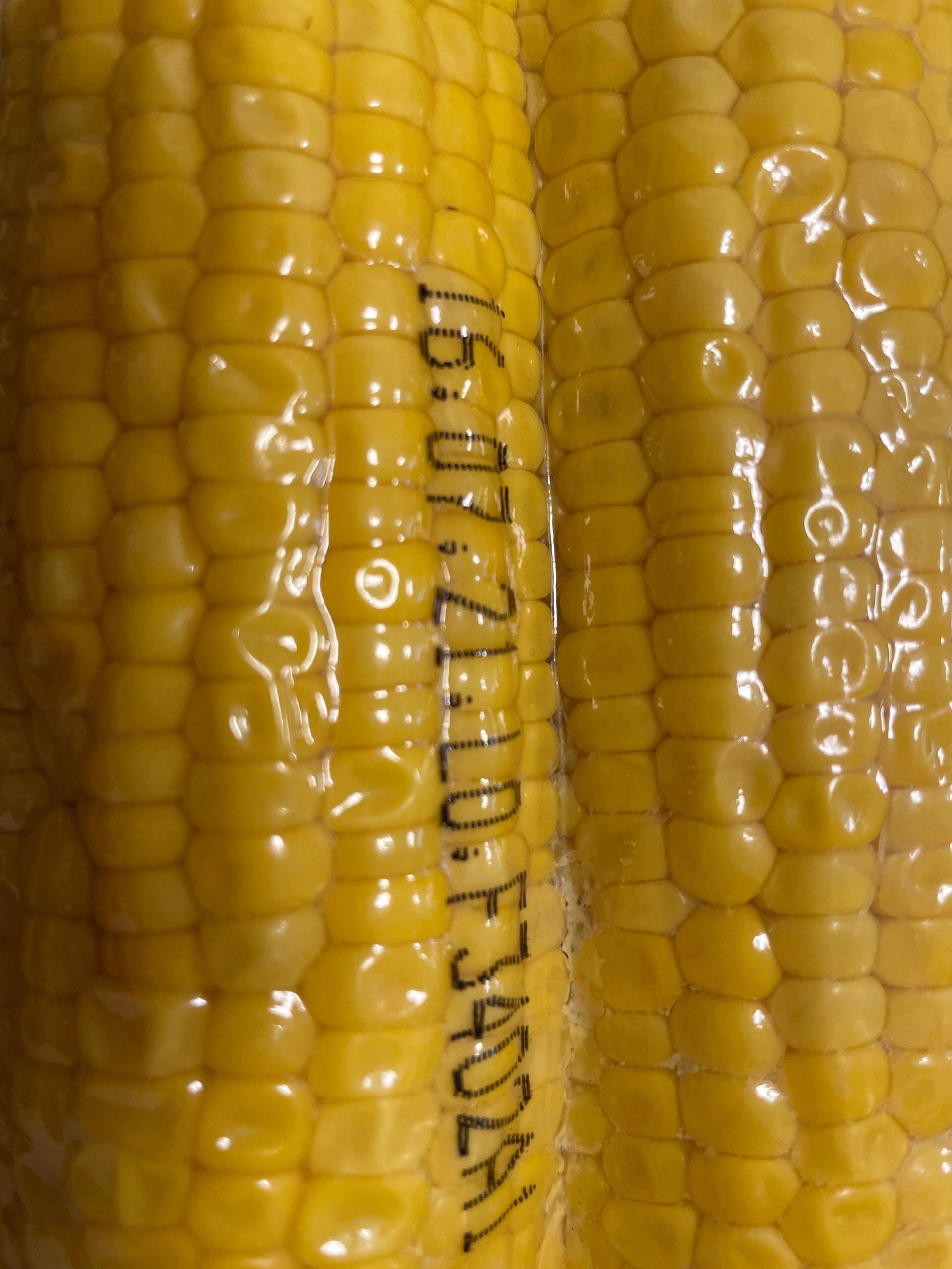 Vakuumverpackter Mais abgelaufen, noch essbar? (Ernährung, Essen, kochen)