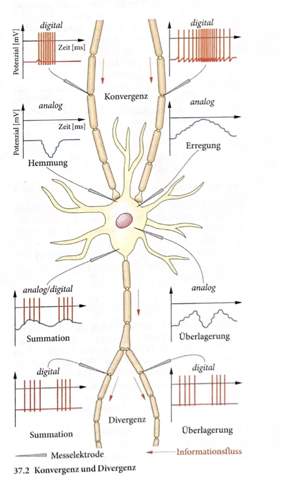 Veränderung der Potentiale an Synapsen?