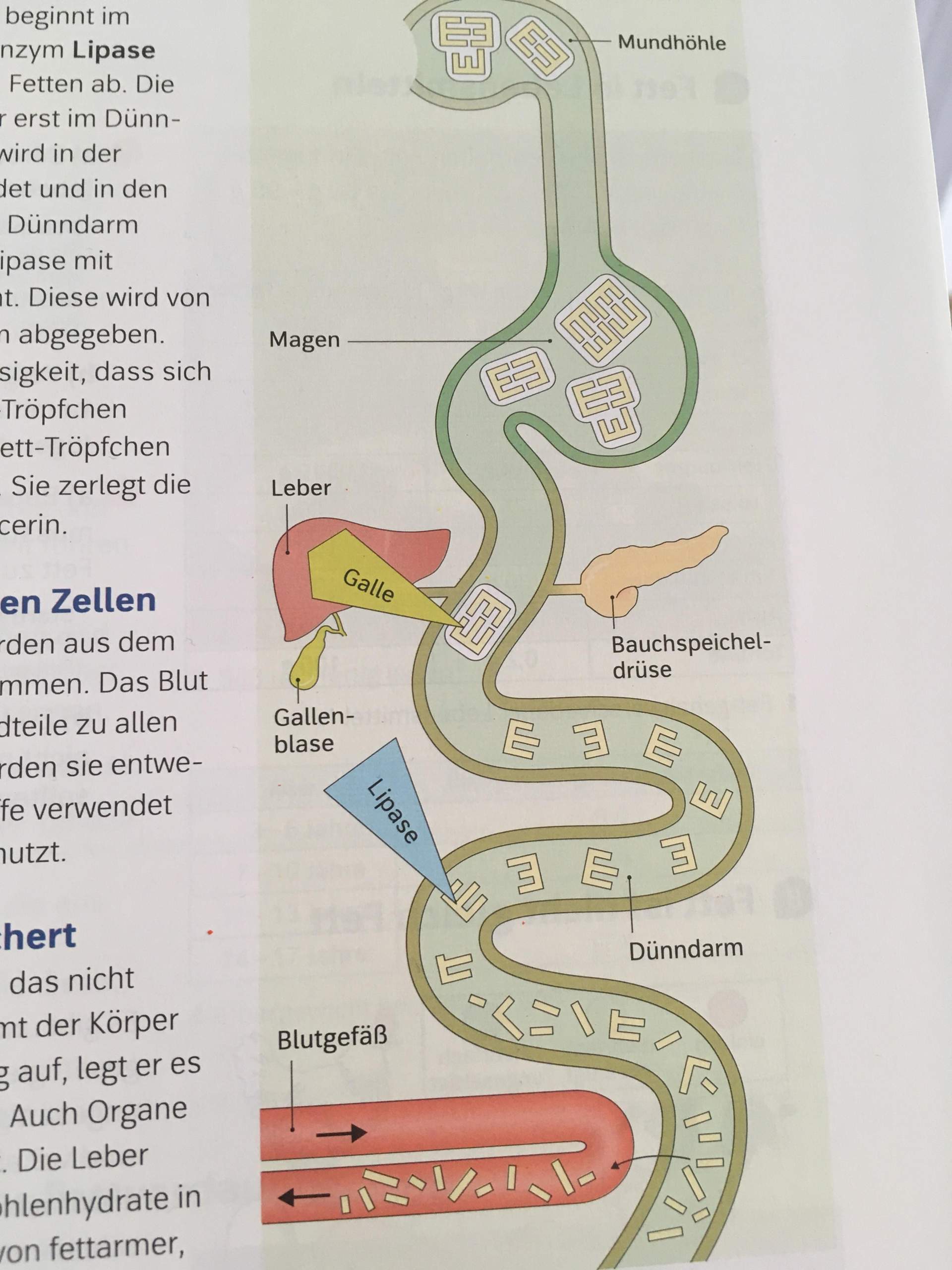 Verdauung von fett? (Biologie) Verdauung von fett? (Biologie)