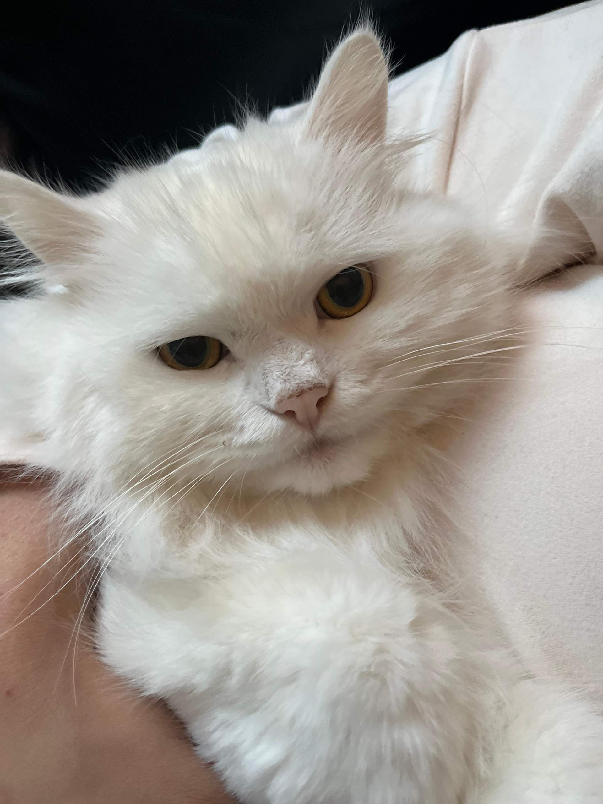Katze Einschläfern Blut Aus Nase