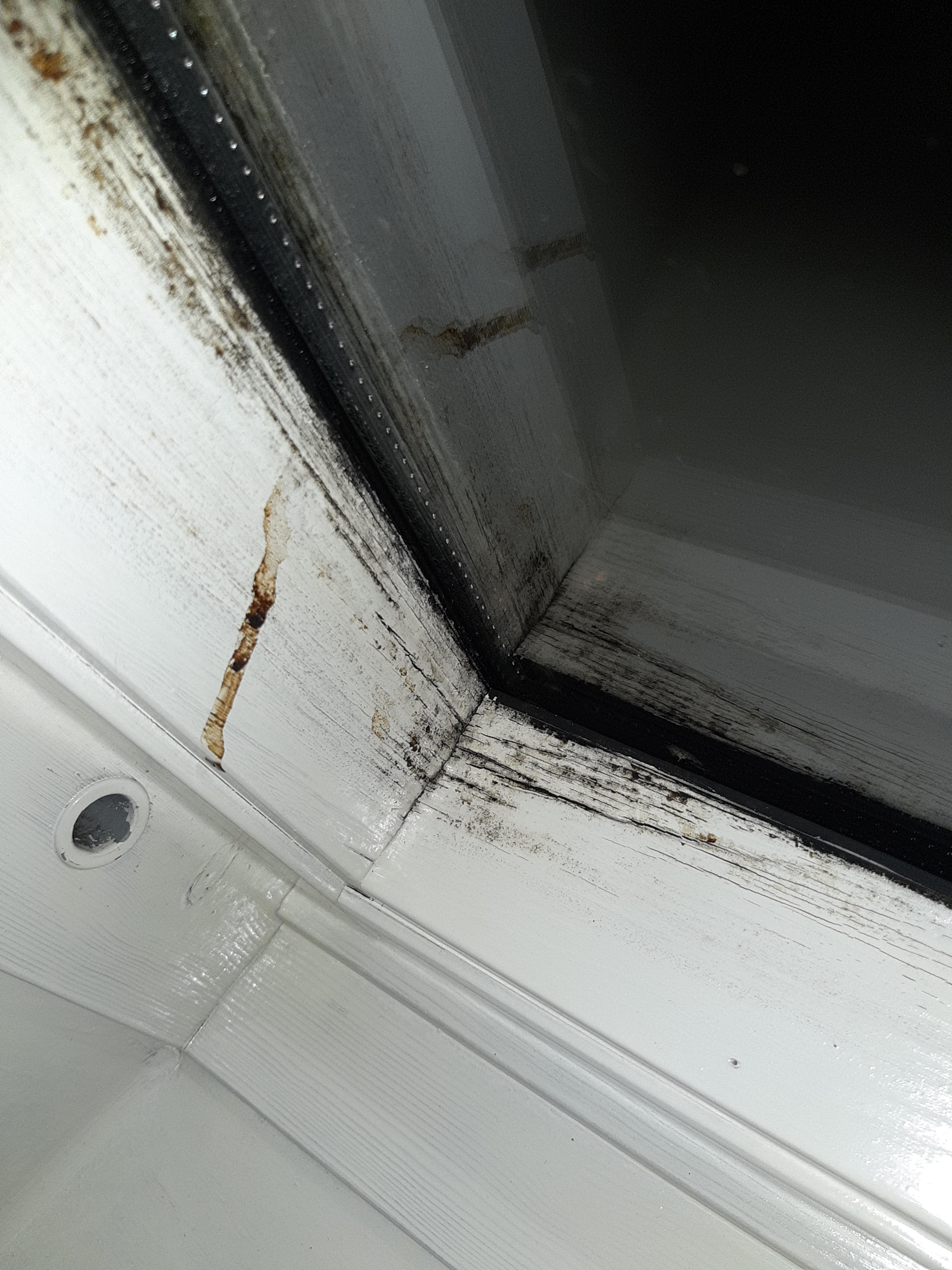 Verfärbung oder Schimmel? (Gesundheit, Fenster)