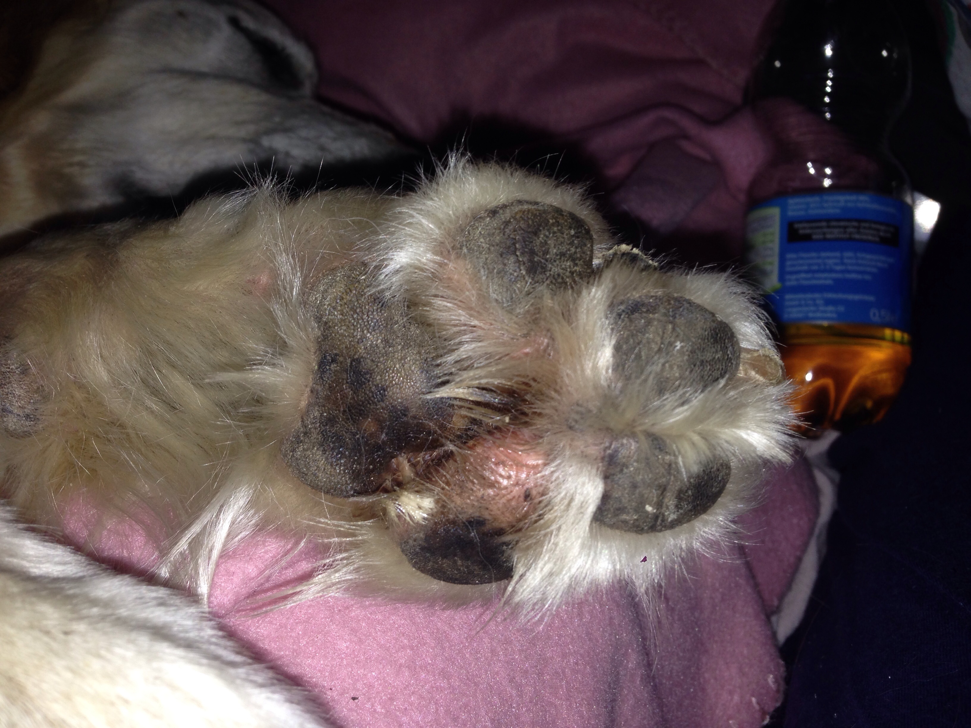 Verformte Pfote beim Hund (Tierarzt)