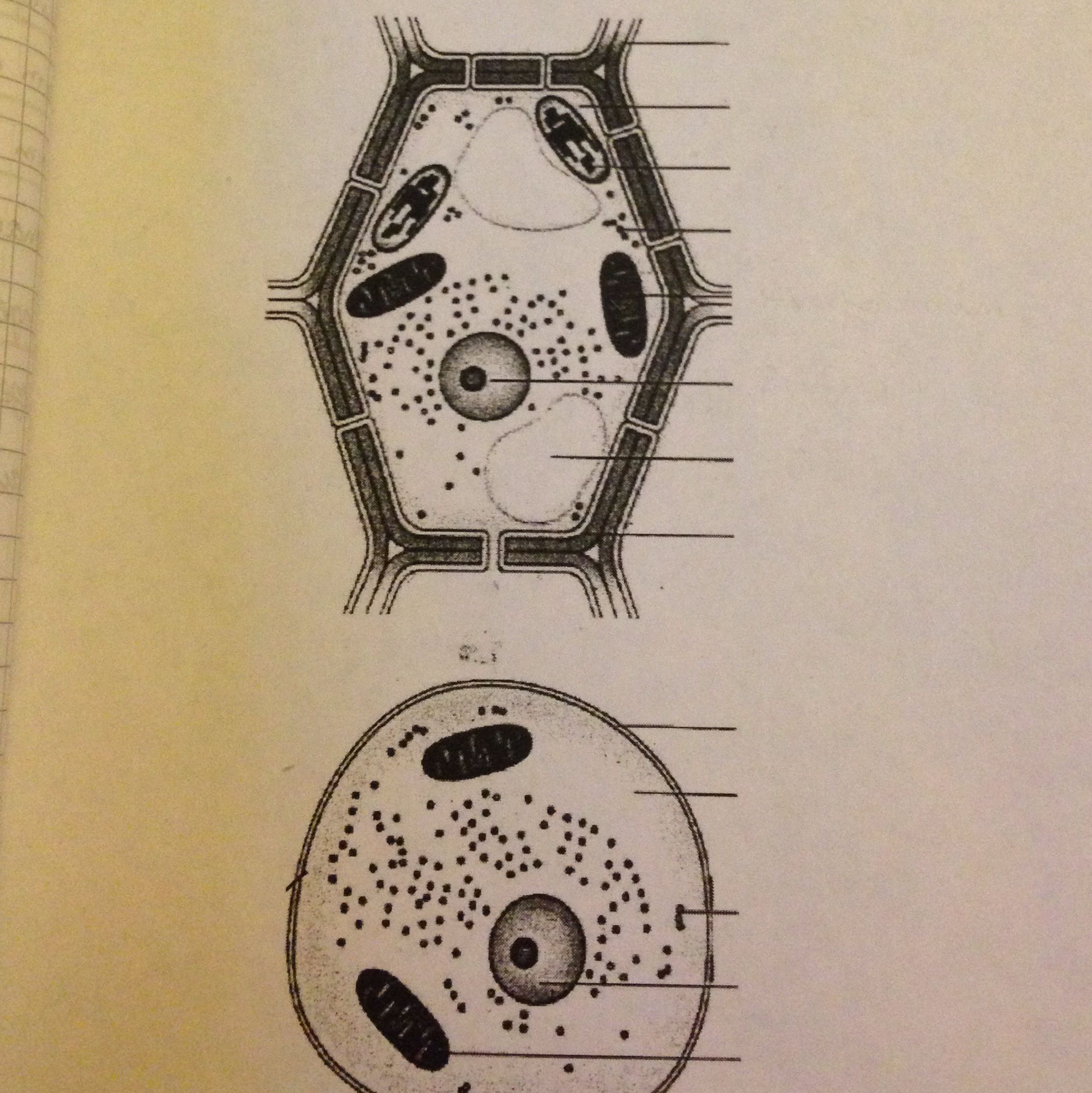 Vergleich  von Tier und Pflanzenzelle  Tiere Pflanzen   Vergleich  von Tier und Pflanzenzelle  Tiere Pflanzen