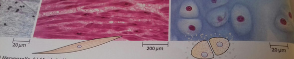 - (Biologie, Zellen)