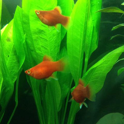 Das Foto ist ein Glückstreffer sonst hauen sie immer ab wen man nahe kommt - (Wasser, Fische, Aquarium)
