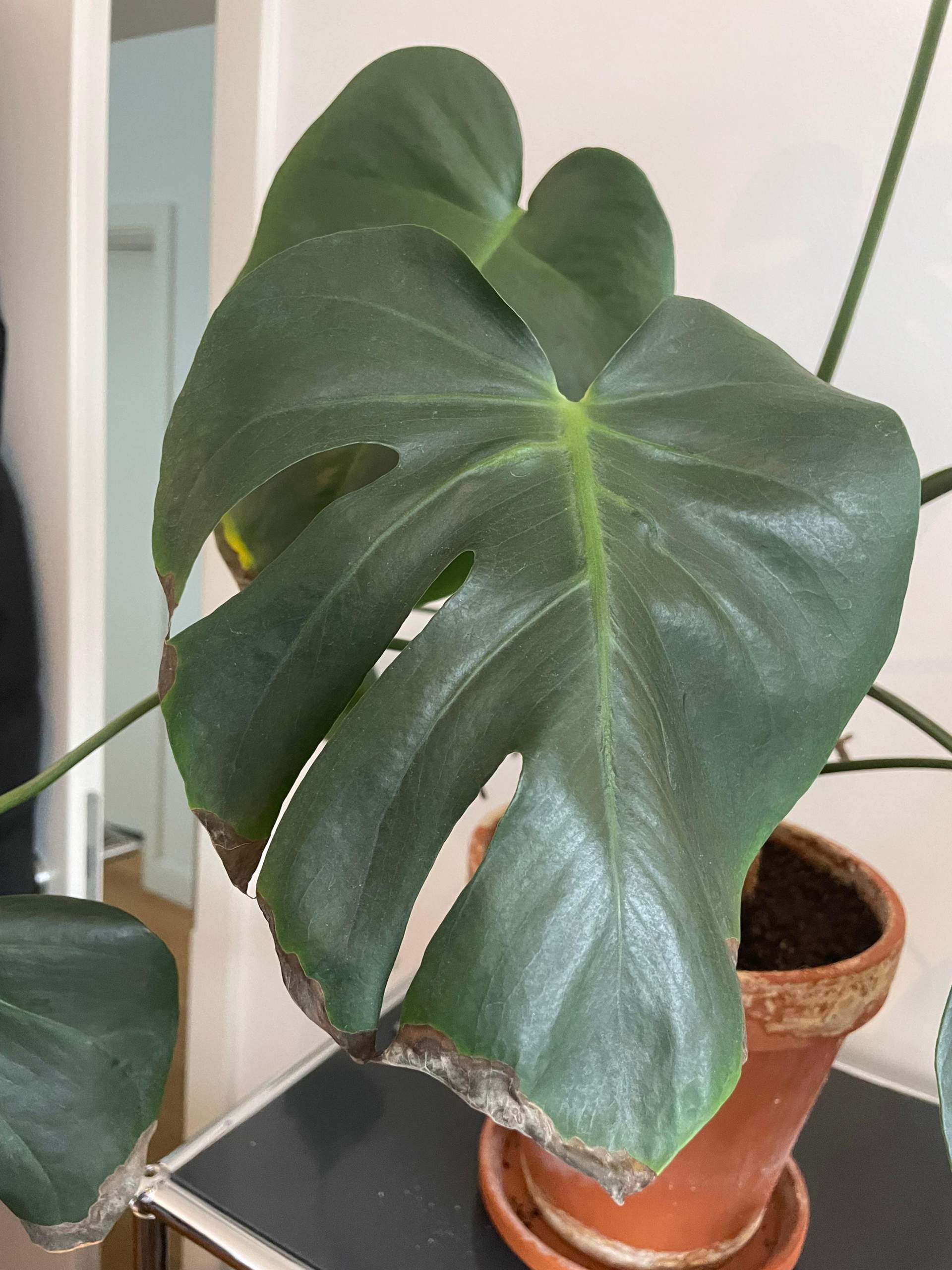 Verkalkte Monstera, was tun? (Wasser, Flecken, Erde)