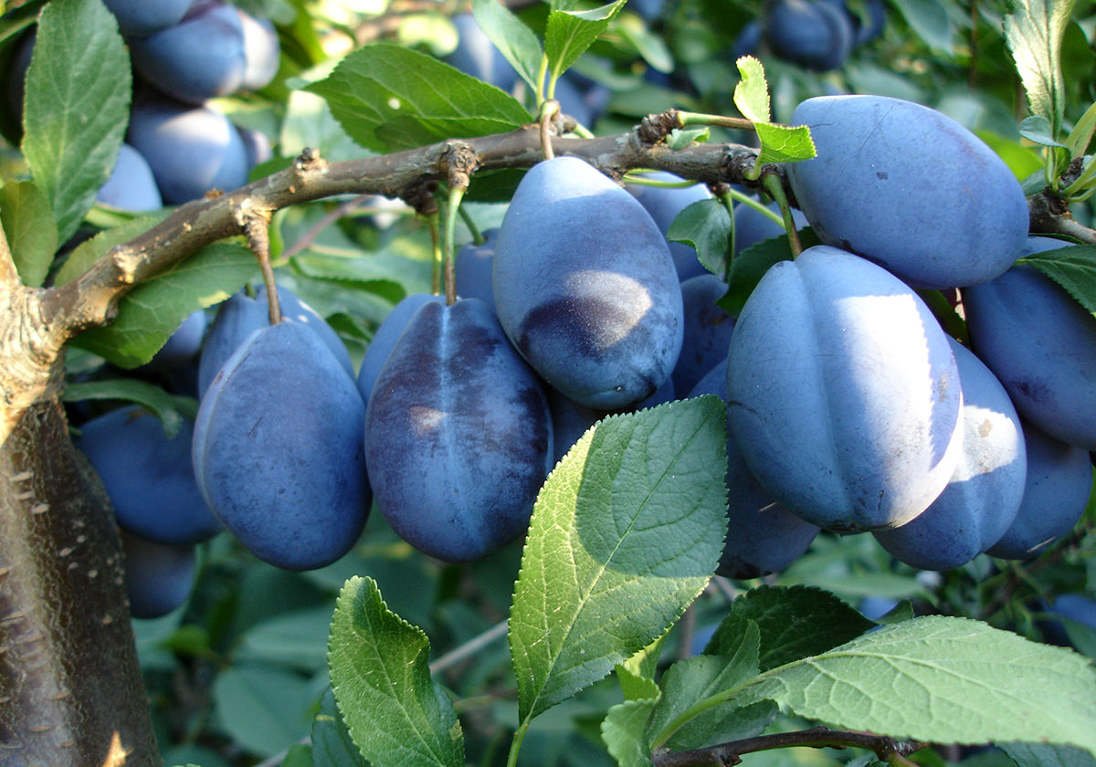 Verkaufen Pflaumen? (Deutschland, Obst, Gemüse)