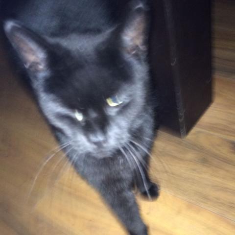 Verklebtes Auge Bei Meiner Katze Augen Verklebt