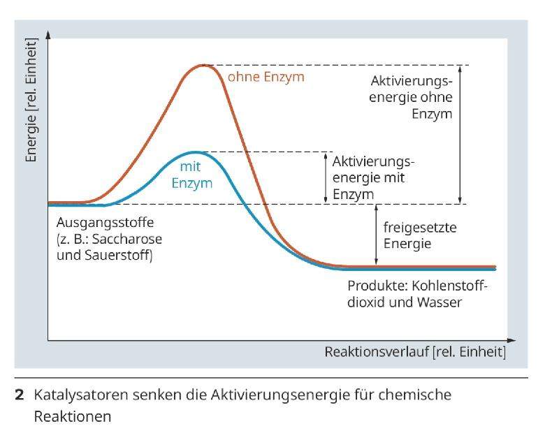 Verlauf einer chemischen Reaktion beschreiben? (Chemie, Biologie ...