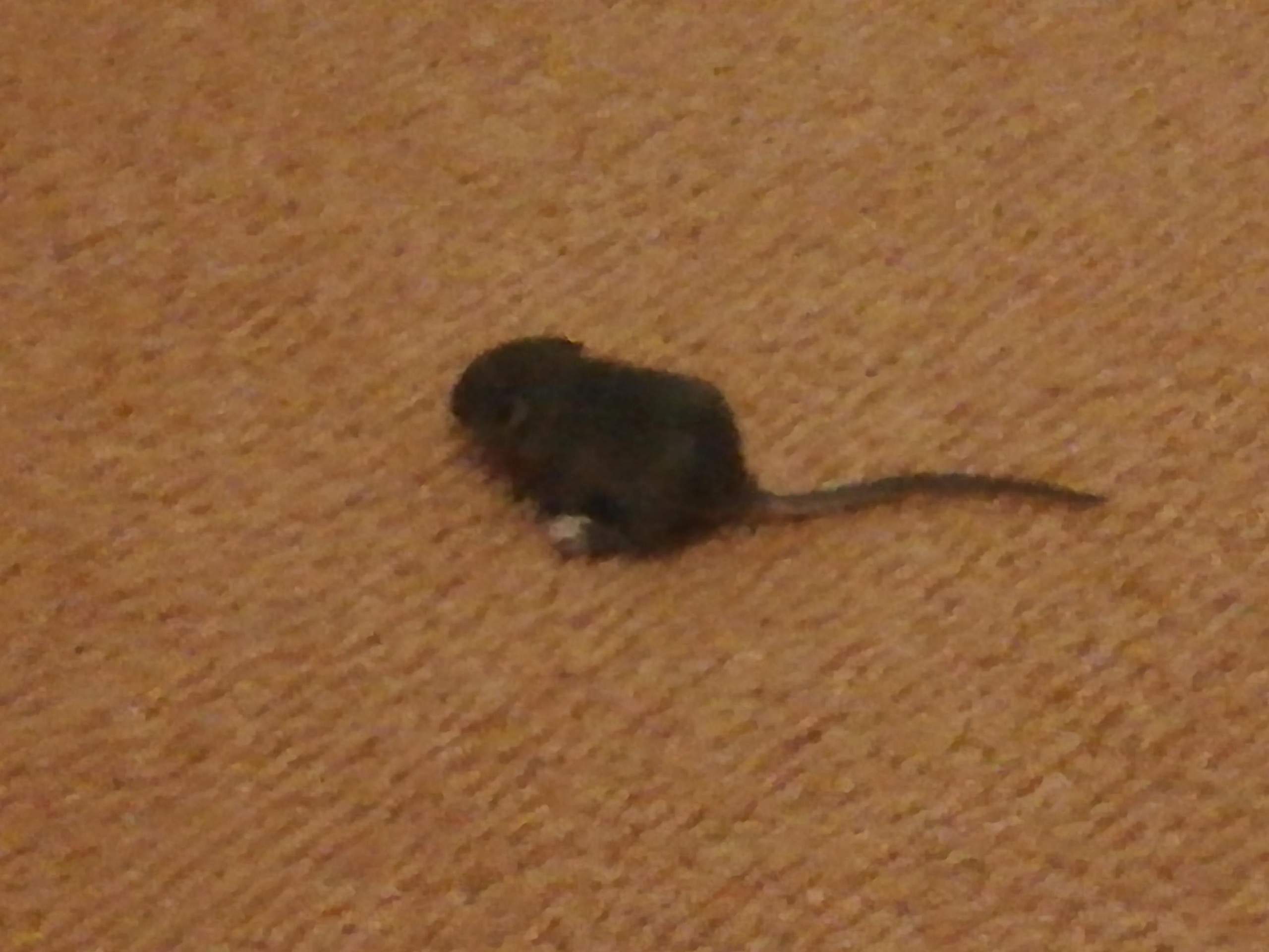 Verletzte Babymaus in der Wohnung gefunden Hilfe? (Tierarzt, Maus, Wildtiere)