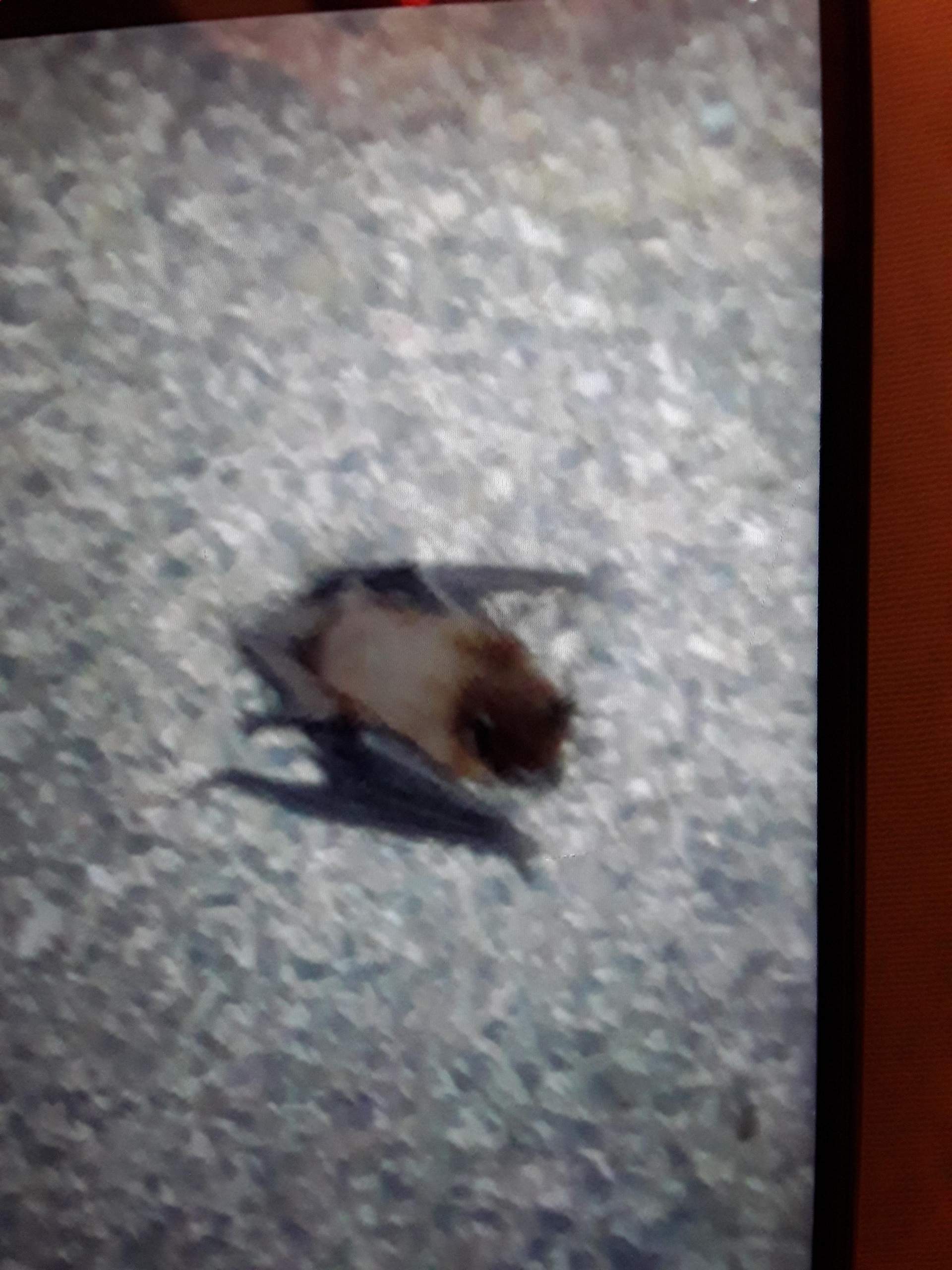 Verletzte Fledermaus gefunden, was tun? (Tiere)