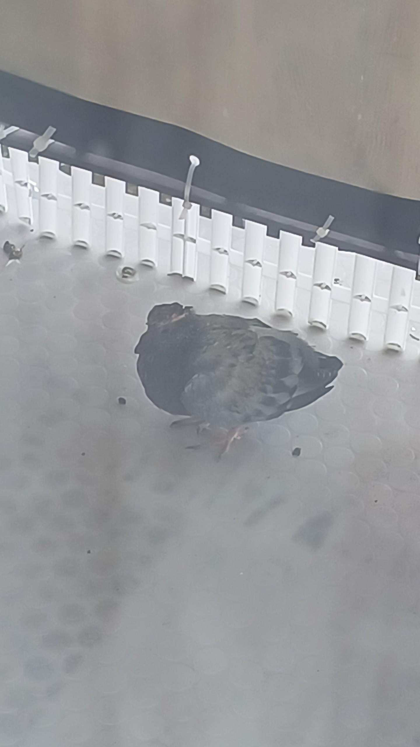 Verletzte Taube auf dem Balkon, was tun? (Umwelt, Tierschutz, Notfall)