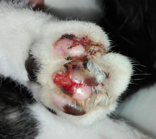 verletzte entzundete katzenpfote gesundheit und medizin tiere katze
