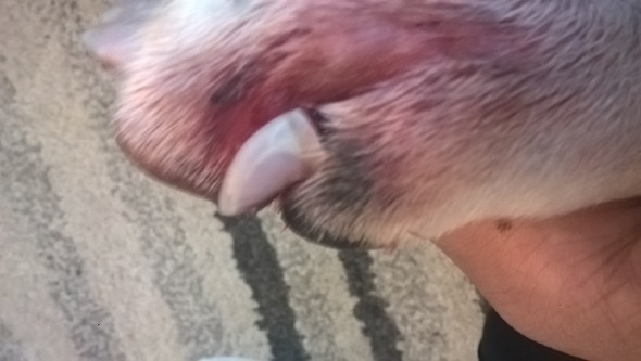 Verletzung an der kralle was tun? (Hund)