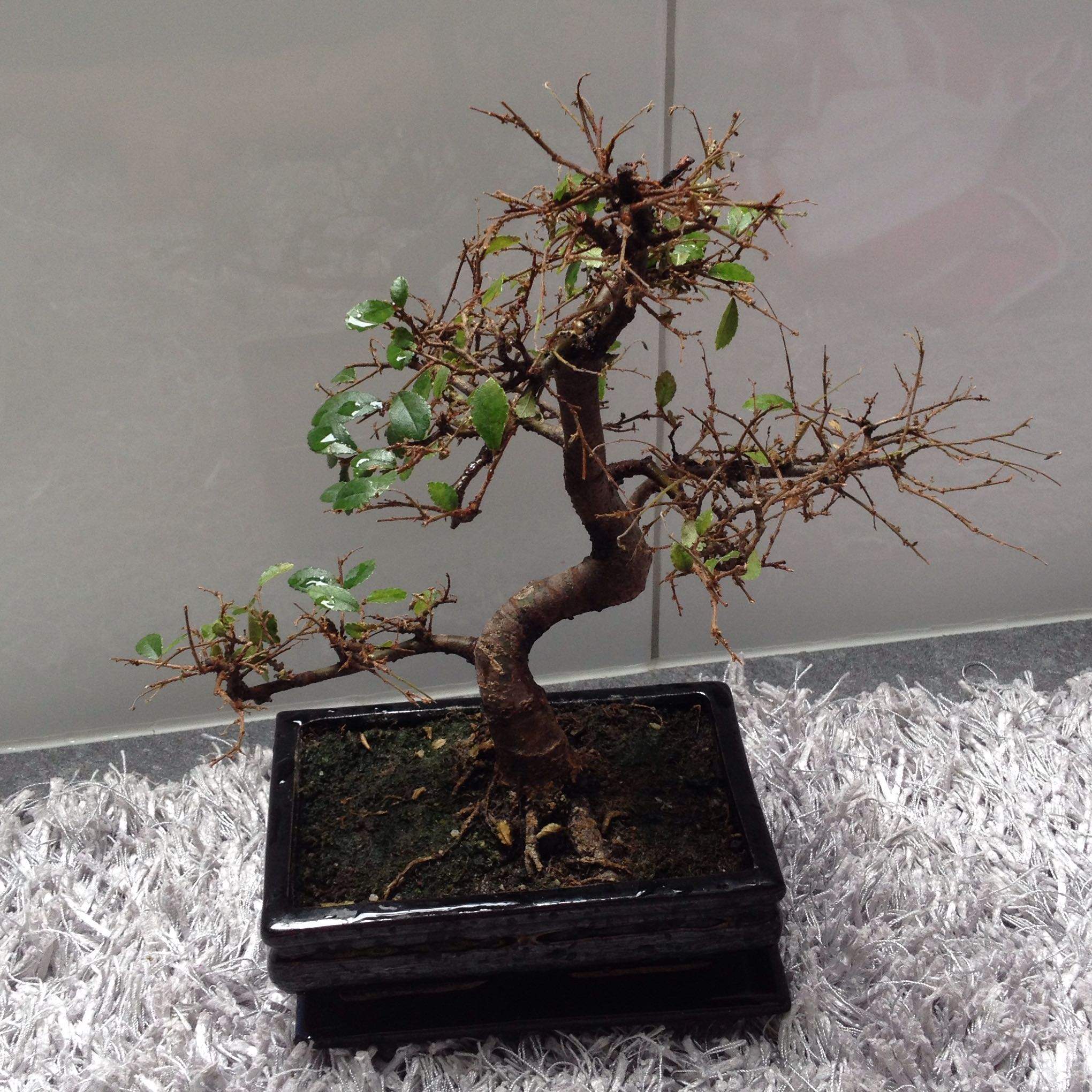 Verliehrt eine chinesische Ulme im Herbst alle seine Bltter?helft mir?  (Pflanzen, Garten, Baum)
