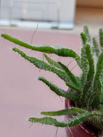 Vermehrung Kaktus: Oben Wurzeln?