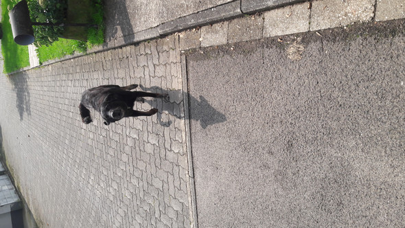 - (Tiere, Hund, Haustiere)