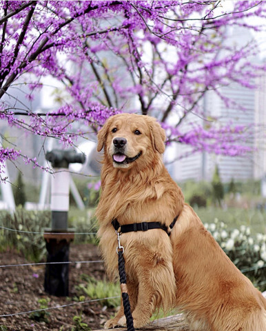 Verschiedene Golden Retriever Hund Haustiere Rassehunde