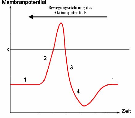 Verständnisproblem Bio - Bewegungsrichtung des ...