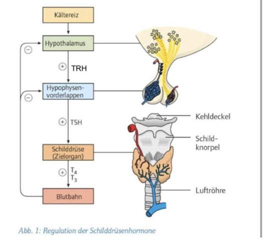 Versteht jemand diese Abbildung? (Hormone, Biologieunterricht)