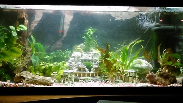 mein aquarium  - (Fische, Aquarium, Aquaristik)