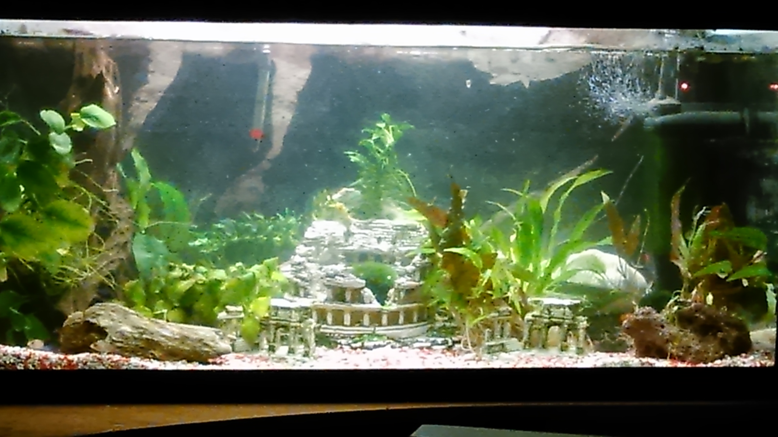 vertragen sich guppys und indische glaswelse (Fische, Aquarium, Aquaristik)