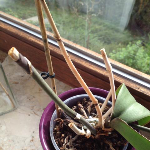 Vertrocknete Stiele - (Orchideen, abschneiden, Stiel)
