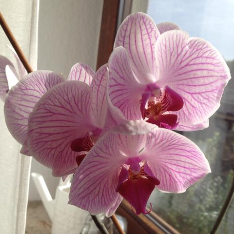 Blüten - (Orchideen, abschneiden, Stiel)