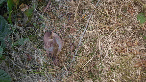 Bild des Jungvogels - (Freizeit, Vögel, Jungvogel)