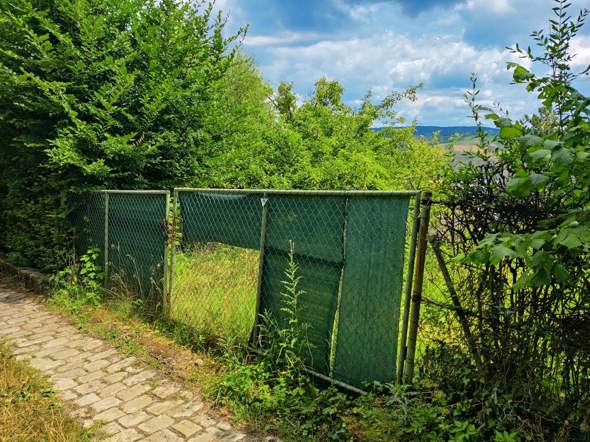 Bild zum Beitrag