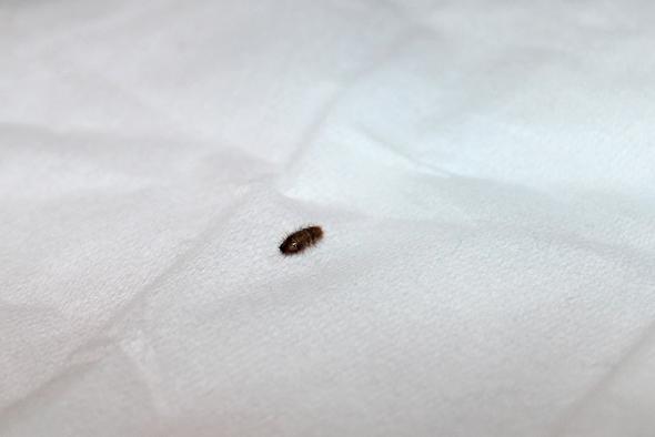 Viecher Parasiten Im Bett Und In Den Klamotten Stich Bettwanzen