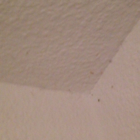 Hier zu sehen - (fliegen, Hygiene, Ungeziefer)