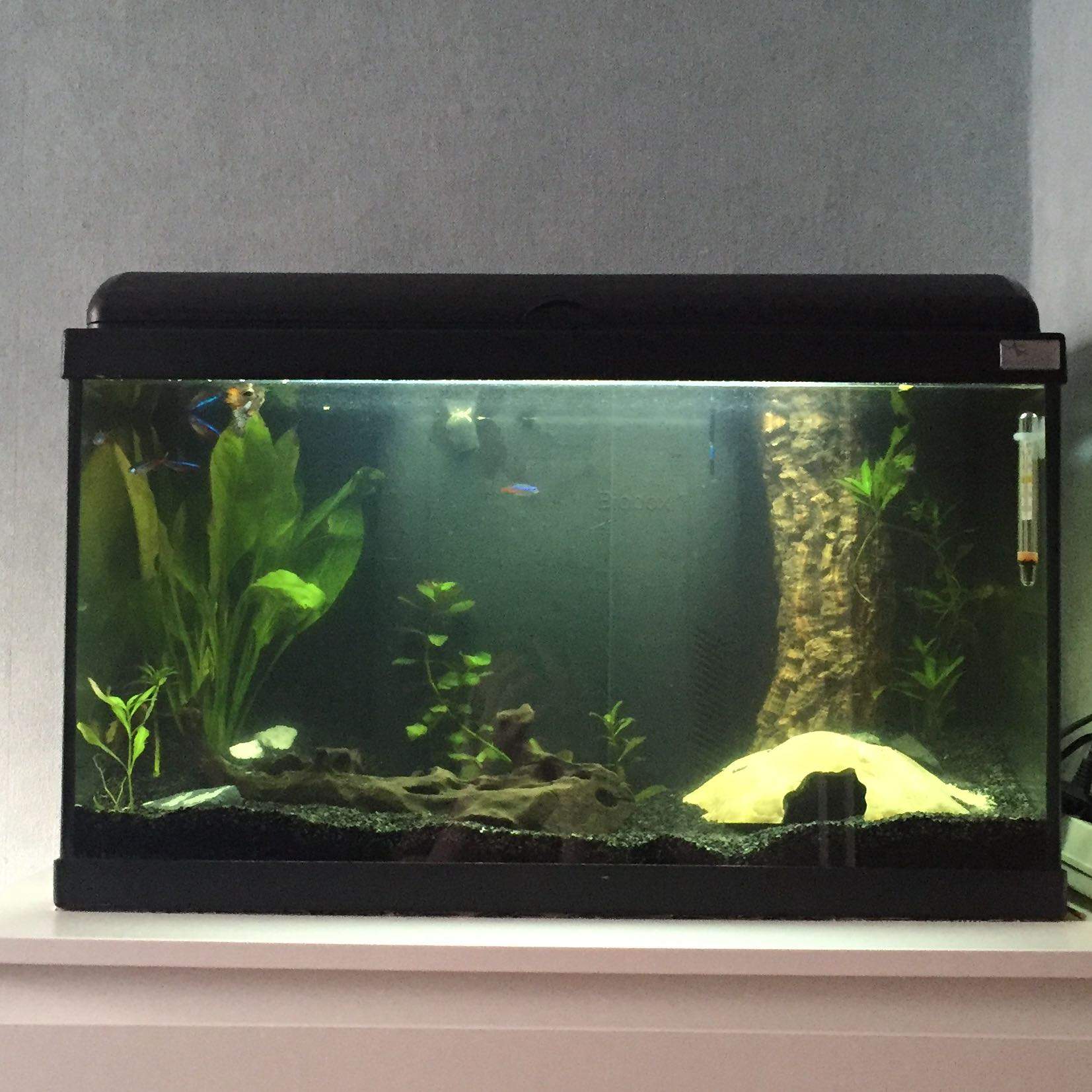 Viele Fragen zum Süßwasseraquarium? (Tiere, Fische, Aquarium)