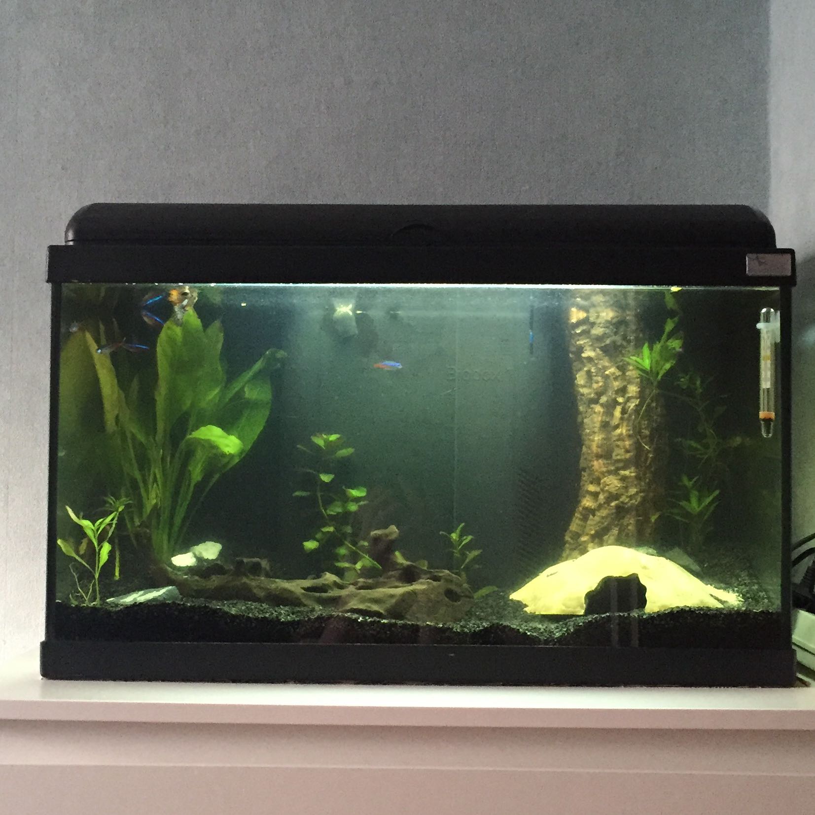 Aquarium 60l Wie Viele Fische