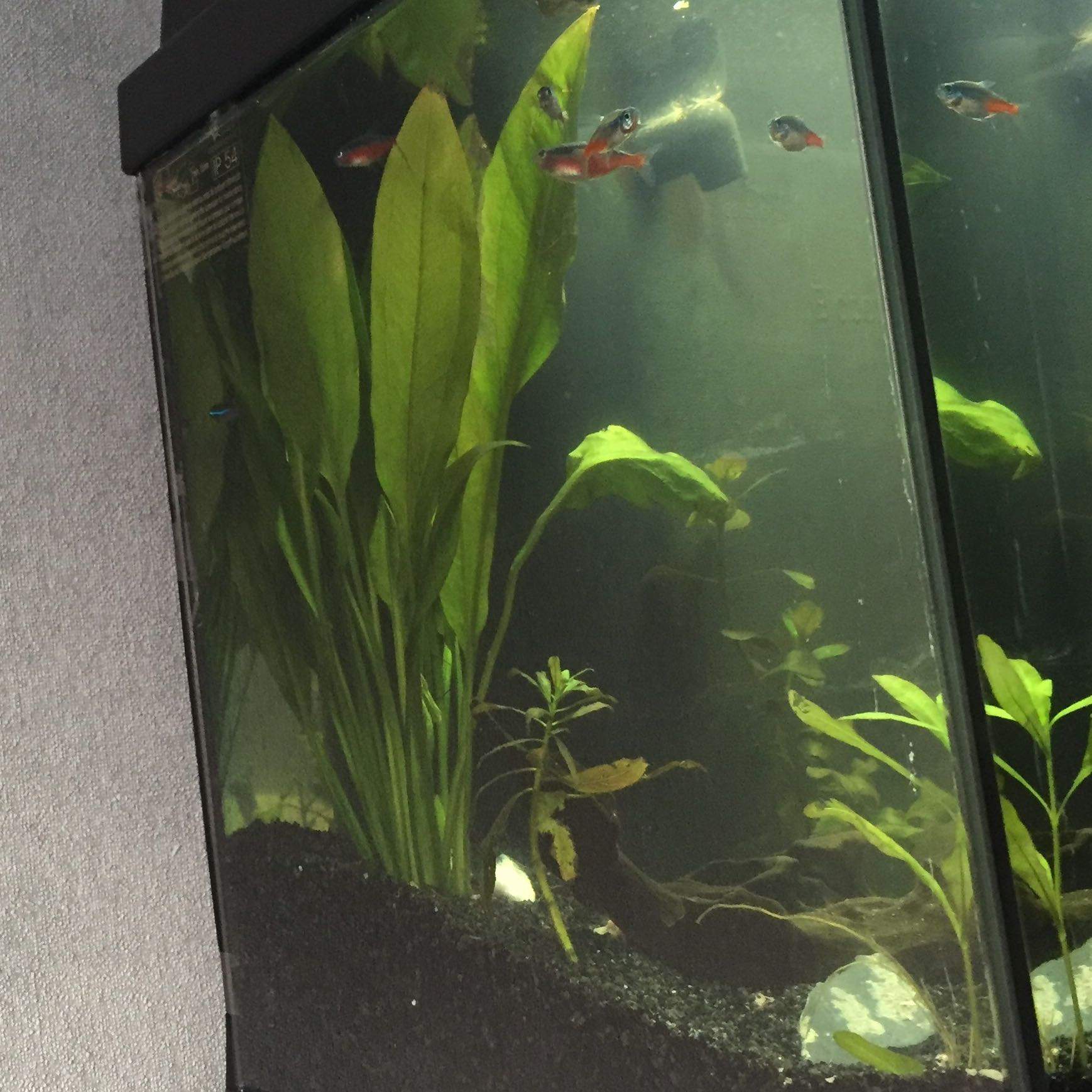 Aquarium 60l Wie Viele Fische