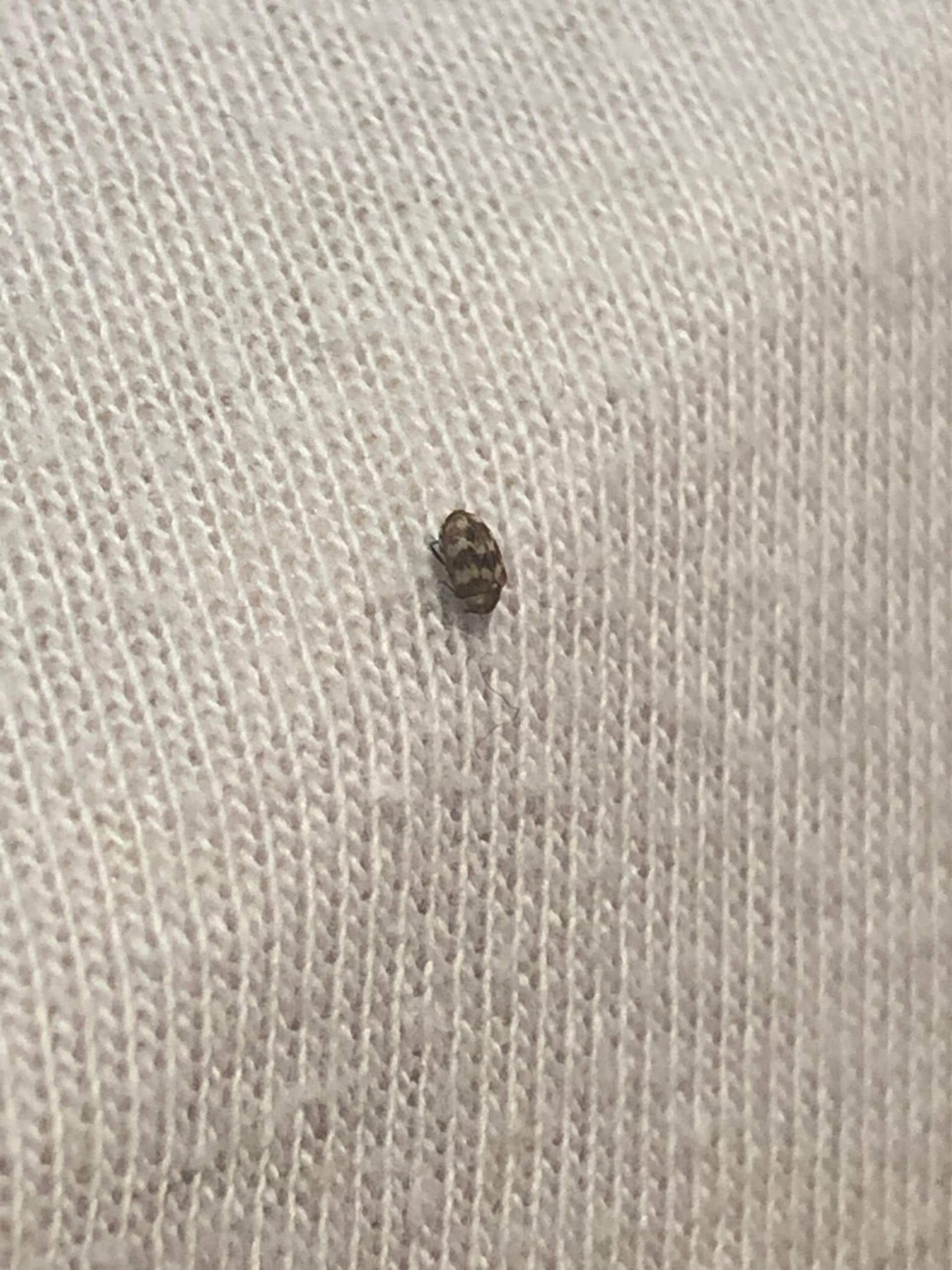 Viele Käfer an der Wand und Bettdecke? (Insekten)