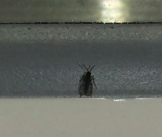 Viele Kleine Fliegen Auf Der Fensterbank Dringende Hilfe Kuche