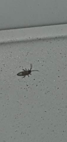 Was sind das für kleine Insekten auf meinem Balkon?