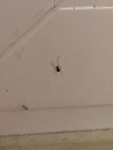 Viele kleine Spinnen im Zimmer was tun?