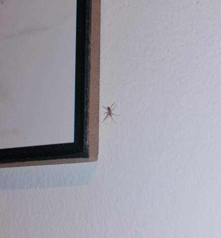 Viele kleine Spinnen in meiner Wohnung?