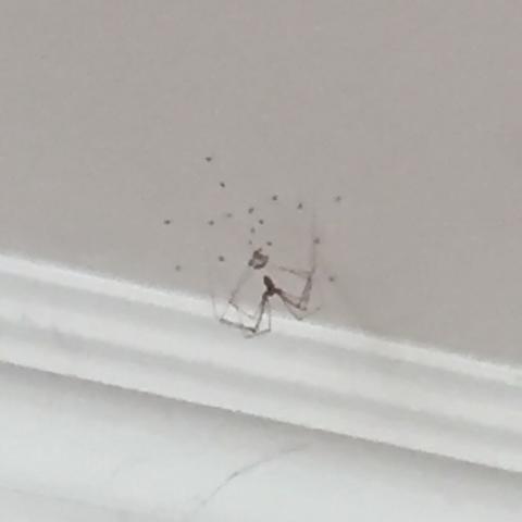 Die Spinnen... - (Zimmer, Spinnen)
