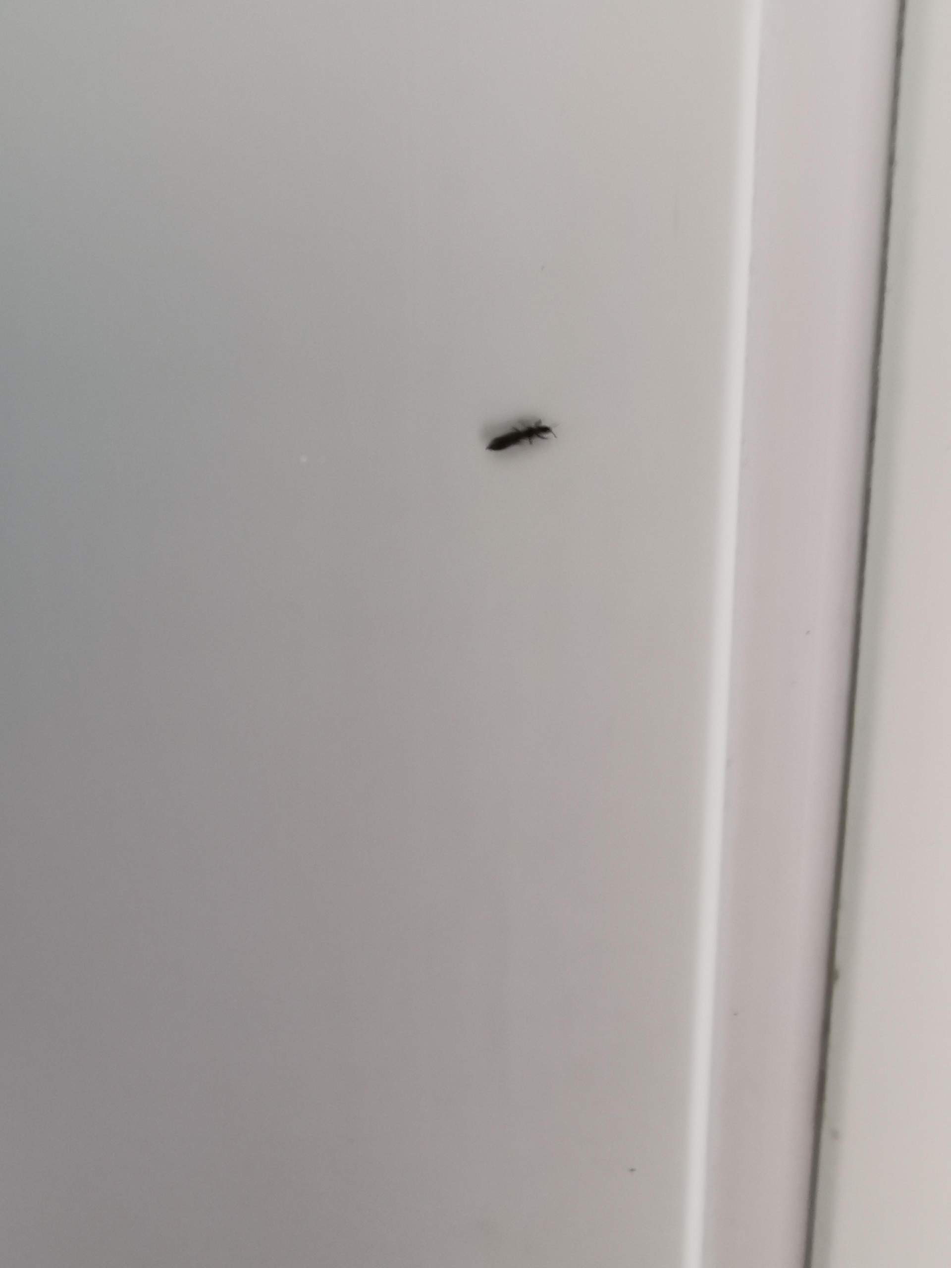 Viele schwarze käfer in Wohnung? (Ungeziefer)